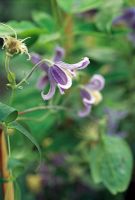 Clematis viticella 'Michelle' - Robin Savill, National Collection Holder 