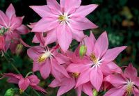 Aquilegia vulgaris 'Gisella Powell' 