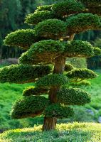 A cloud pruned conifer - The Japanese Garden, The Dragon Valley, La Bambouseraie de Prafrance, France