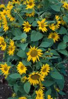 Helianthus annus 'Helios'