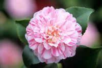 Camellia japonica 'Italiana Vera'