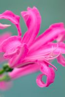 Nerine bowdenii 'Marwood Ruby' - Matt Bishop's collection at The Garden House