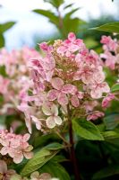 Hydrangea Early Sensation 'Bulk'