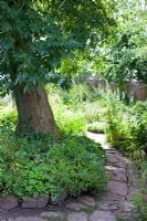 Stone slabs used to make pathway leading through a herb garden with Aquilegia, Echinops and Mentha walnut tree - Tirups Herb Garden