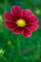 Cosmos bipinnatus 'Antiquity'