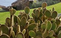 Opuntia microdasys - Botanical Gardens, La Gomera, Canary Islands in January
