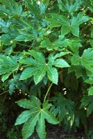 Fatsia japonica - Japanese Aralia