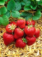 Frageria x ananassa 'Florence' - Harvested strawberries