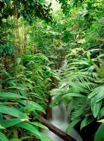 Jungle stream and humid tropics - Biome Eden Project, Cornwall