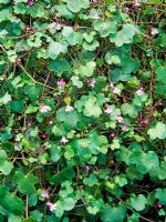 Cymbalaria muralis - Ivy-leaved Toadflax