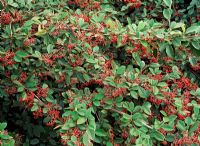 Cotoneaster lacteus