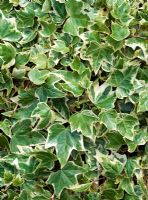 Hedera helix 'Eva'