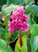 Bergenia 'Rotblum'