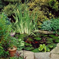 Garden pond in town garden - Barnet, London