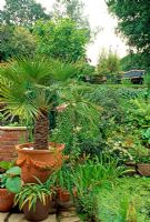View of garden with Chamaerops humilis in pot and lawn on next level of terrace - 28A Braces Lane, Bromsgrove, Worcestershire