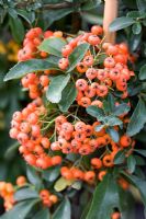 Pyracantha 'Saphyr Orange Cadange'