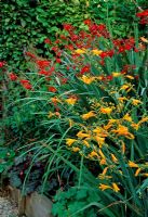 Crocosmia 'Red Knight' and Crocosmia 'Canary Red' in border