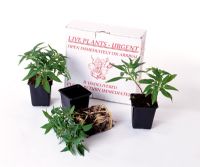 Alstroemeria - Young plants delivered by post