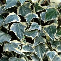 Hedera 'Glacier'