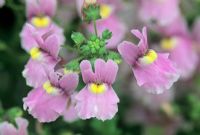 Nemesia denticulata 'Confetti'