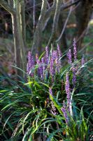 Liriope muscari - Lilyturf in November