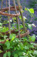 Phaseolus coccineus - Runner bean stems entwined around plant supports made of woven willow and hazel sticks