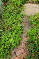 Fragaria 'Pink Panda' edging paved path through herb garden