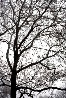 Fraxinus excelsior - Ash Tree in mist 