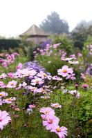 Cosmos at Dial Park, Worcestershire