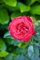 Rosa 'Harmanna' - Hybrid tea rose