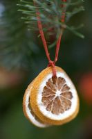 Citrus fruit Christmas tree decoration -  Dried orange slices hanging from fir tree
