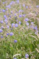 Geranium pratense - Meadow cranesbill in a planted wildflower meadow