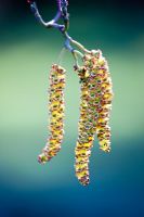Alnus cordata - Italian alder, catkins in flower