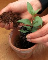 Fuchsia 'Temptation' - Potting up cutting