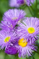 Erigeron 'Dunkelste Aller' or 'Darkest of All'