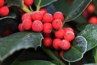 Ilex altaclarensis - Holly berries covered in frost