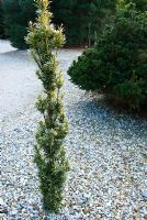 Taxus baccata 'Ivory Tower'