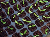 Propagating Calendula from seed - Emerged seedlings, cotyledon stage 