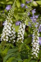 Lysimachia 'Snow Candles'