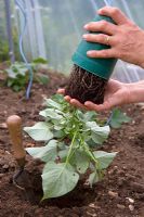 Planting sweet potatos in a poly tunnel