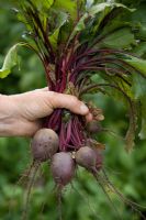 Beta vulgaris - Beetroot