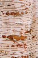 Bark of Betula papyrifera 'Kenaica'