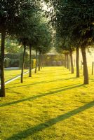 A double row of pollarded willows - Belgium