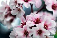 Bergenia 'Apple Blossom'