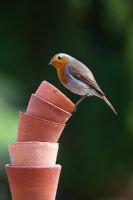 Erithacus rubecula - European Robin balancing on small flowerpots