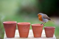 Erithacus rubecula - European Robin sitting on small flowerpots