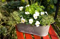 Herb and flower pot with Viola 'Rocky' Oregano 'Country Cream', Giant Italian Parsley Petroselinum crispum and Japanese parsley Mitsuba cryptotaenia japonica