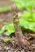 Asparagus officinalis 'Backlim' - Common Asparagus spear emerging from ground with mulch