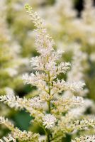 Astilbe x arendsii 'Snowdrift' - False Goatsbeard