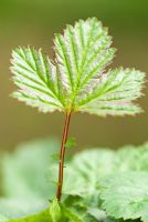 Filipendula ulmaria - Meadowsweet leaf